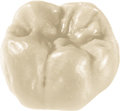 Cera Dentaurum 120-204 Dentina A1 - Lata 50g
