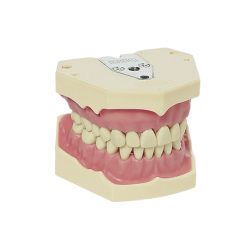 Frasaco AG3 Modelo Estudo 32 Dentes Kit
