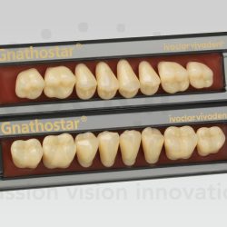 Gnathostar - Dentes Molares