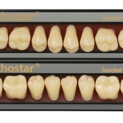 Gnathostar A-D - Dentes Molares